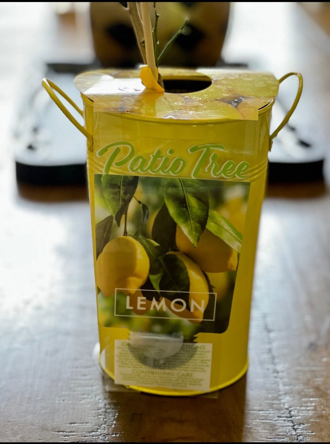 A young lemon tree just home from the nursery, still in its 'Patio Tree' lemon tin.