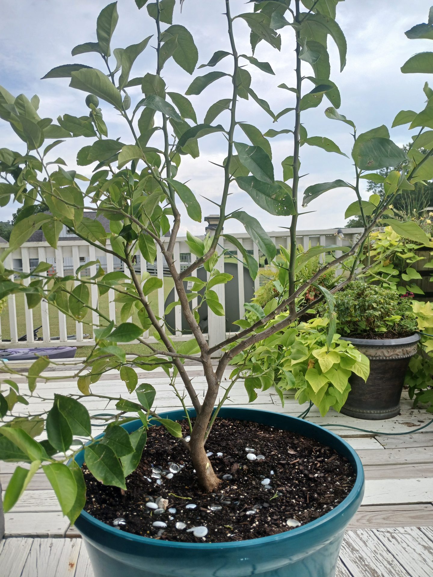 The same lemon tree five years on, full and green in a large planter, a small lemon among the leaves, the woody trunk visible at the base.